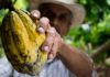 Holy Cacao: How an Ancient Mayan Superfood Became a Centerpiece of Modern Hippie Culture Cacao Fruit Costa Rica