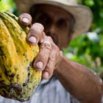 Holy Cacao: How an Ancient Mayan Superfood Became a Centerpiece of Modern Hippie Culture Cacao Fruit Costa Rica