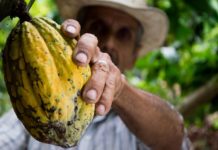 Holy Cacao: How an Ancient Mayan Superfood Became a Centerpiece of Modern Hippie Culture Cacao Fruit Costa Rica