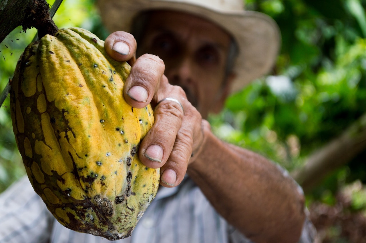 Cacao Fruit Costa Rica