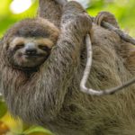To Save the Sloths, Cut Back on Pineapple