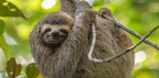 To Save the Sloths, Cut Back on Pineapple