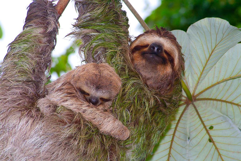 Sloth Costa Rica Conservation BeLatina