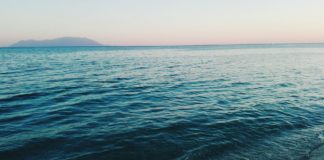 Save the Vaquita: This Cute, Tiny Whale Who Swims Off the Shore of Mexico is About to Go Extinct