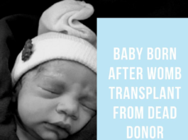 Womb Transplant Uterus Belatina