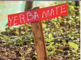 Yerba Mate Healthy Alternative