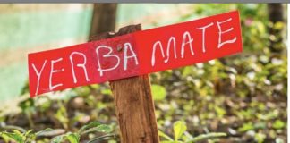 5 Good Reasons to Consider Replacing Your Coffee with Yerba Mate Yerba Mate Healthy Alternative