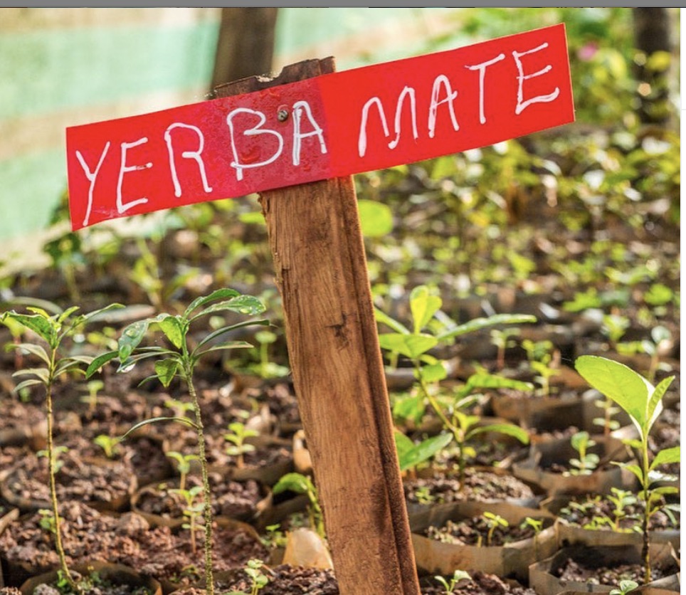 Yerba Mate Healthy Alternative