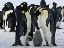 Emperor Penguin Family Climate Belatina