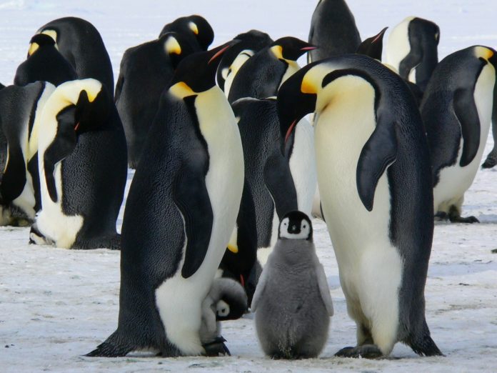 Emperor Penguin Family Climate Belatina