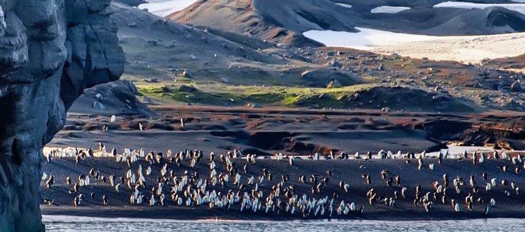 antarctic coast climate Emperor penguin