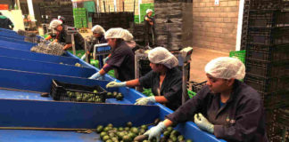 Shutting Down U.S.-Mexico Border Will Affect Avocado Prices and Millions of American Jobs Mexico Avocado Belatina