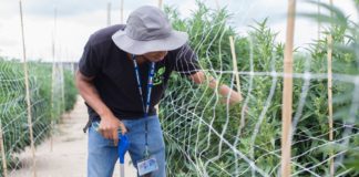 Documented Immigrants Who Work in Legal Marijuana Industry Are Being Denied U.S. Citizenship Cannabis Immigrant denied access