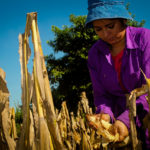 Human-Caused Drought Has Set Up 1.4 Million Central American Farmers to Go Hungry This Year Climate Change Farming in Central America Hydroclimate drought