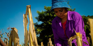 Human-Caused Drought Has Set Up 1.4 Million Central American Farmers to Go Hungry This Year Climate Change Farming in Central America Hydroclimate drought