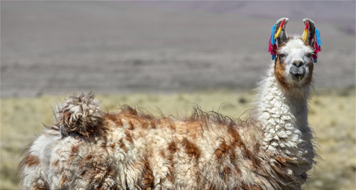 Bolivian Llamas Belatina
