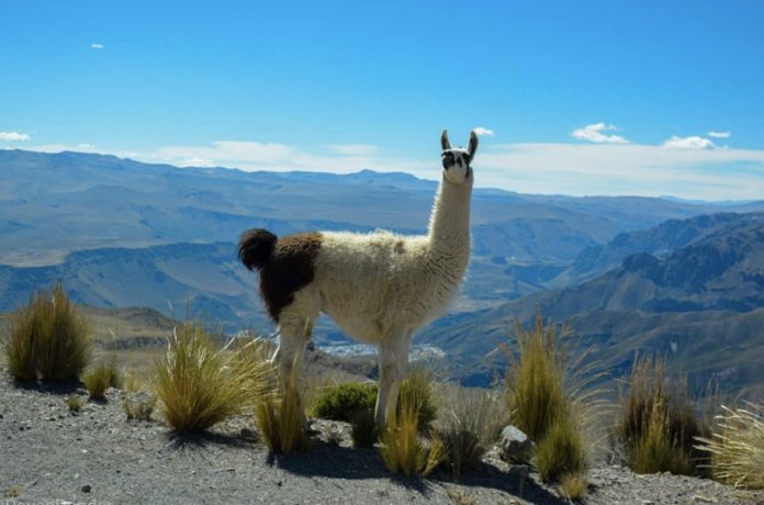 Alpaca Peru BeLatina