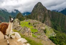 Wealth of the Wild: How Indigenous Animals Have Brought Many Cultures to Prosperity