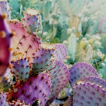 The Mexicana Who Created Biodegradable Plastic Out of Cactus Juice is Our Favorite Person Sandra Pascoe Ortiz BELatina