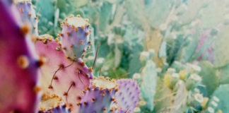 The Mexicana Who Created Biodegradable Plastic Out of Cactus Juice is Our Favorite Person Sandra Pascoe Ortiz BELatina