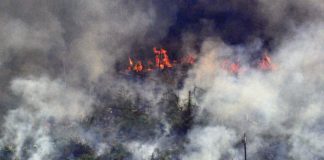 The Amazon Rainforest Needs the $22 Million in Aid Offered by the G7 — and a Lot More Than That Amazon Fire News Getty Images