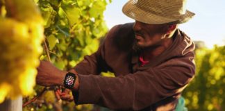 Weather Wizard: An App that Helps Protect Farm Workers in Hot Climates Calor App Weather Belatina