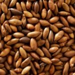All About Barùkas: This Wild Nut Could Save the Cerrado of Brazil, Empower Indigenous Communities, and Help You Live Your Best Life BELatina Barùkas