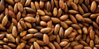 All About Barùkas: This Wild Nut Could Save the Cerrado of Brazil, Empower Indigenous Communities, and Help You Live Your Best Life BELatina Barùkas