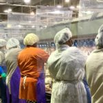 Is Meat-Eating Murder? The Deadly Impact of the Meat Processing Industry on Latinos BELatina Meat Packing Latinx