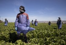 Cruelty Without Regrets, Trump Administration Drastically Cuts Farmworker Wages Farmworkers BeLatina Latinx