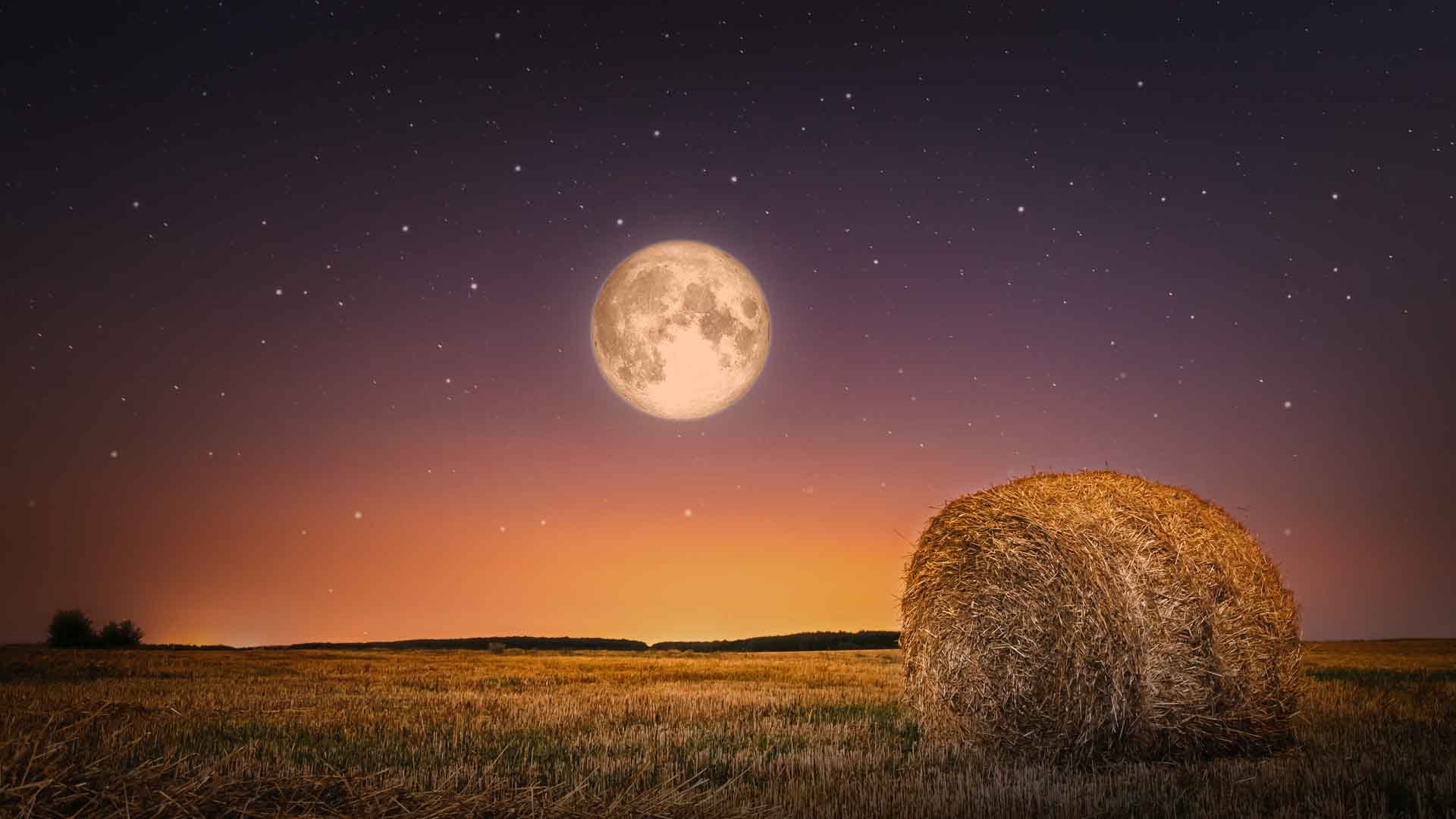Harvest Moon BELatina Latinx