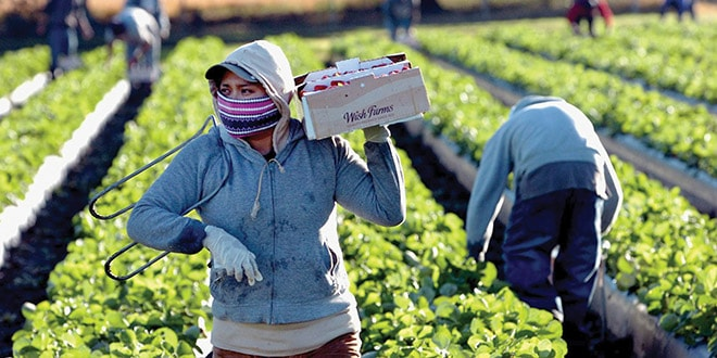 National Farmers Day- Five Mind-Blowing Facts You Didn’t Know BELatina Latinx
