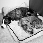 Celebrating Año Nuevo With Your Pet: It’s Time To Put Away the Fireworks fireworks pets BELatina Latinx