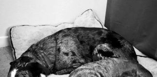 Celebrating Año Nuevo With Your Pet: It’s Time To Put Away the Fireworks fireworks pets BELatina Latinx