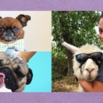Pets You Should All Follow and Give Love to on Social Media Pets online love BELatina Latinx