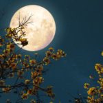 Full Moon in Pisces: Go with the Flow Full Moon in Pisces: Go with the Flow belatina latine