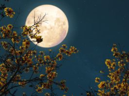 Full Moon in Pisces: Go with the Flow belatina latine
