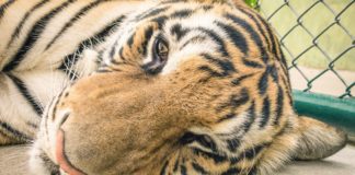 Animal Rights Activists Rejoice As Puerto Rico’s Only Zoo is Ordered to Shut Down Animal Rights Activists Rejoice As Puerto Rico's Only Zoo is Ordered to Shut Down