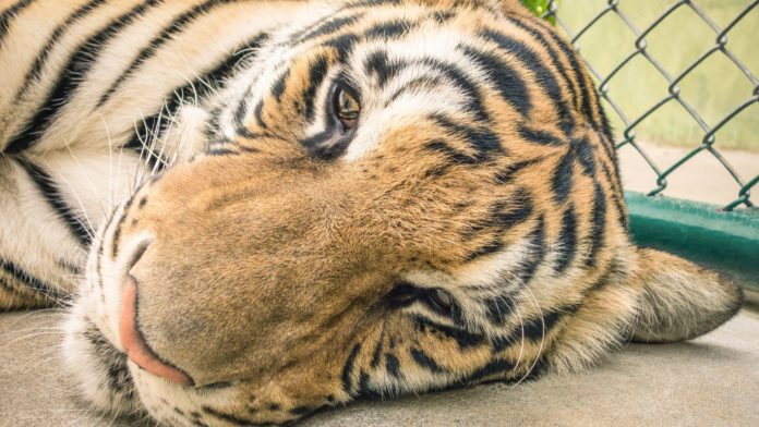 Animal Rights Activists Rejoice As Puerto Rico's Only Zoo is Ordered to Shut Down