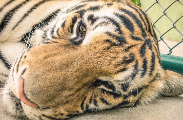 Animal Rights Activists Rejoice As Puerto Rico's Only Zoo is Ordered to Shut Down