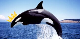 Making Waves: Our Top Reactions to the Unprecedented Orca Attacks Orchestrated by Gladis the Troubled Sea Queen Making Waves: Our Top Reactions to the Unprecedented Orca Attacks Orchestrated by Gladis the Troubled Sea Queen