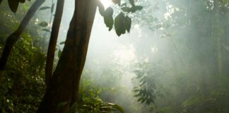 Lost Cities Were Unearthed in Ecuador and It’s Changing the Way Researchers View the Americas  Lost Cities Are Unearthed in Ecuador and It’s Changing the Way Researchers View the Americas