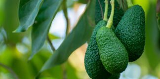 Super Bowl Spotlight: Colombia Sends 70 Containers of Hass Avocados to the Big Game Super Bowl Spotlight: Colombia Sends 70 Containers of Hass Avocados to the Big Game