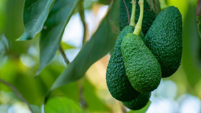 Super Bowl Spotlight: Colombia Sends 70 Containers of Hass Avocados to the Big Game 