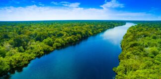 Indigenous and Afro-descendant Communities Living in the Amazon Rainforest Are in Danger as Scientists Have Warned That Their Habitat Could Collapse By 2050
