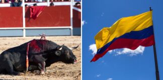 Historic Ban on Bullfighting Passed by Colombian Congress Historic Ban on Bullfighting Passed by Colombian Congress