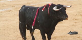Animal Rights Activists Celebrate as Another Bullfighting Ban Becomes Law in Mexico Animal Rights Activists Celebrate as Another Bullfighting Ban Becomes Law in Mexico