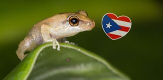 Tourist Wants To ‘Spray Away’ the Coquí, the Island’s Soundtrack, and Puerto Ricans Are Outraged Tourist Wants To 'Spray Away' the Coquí, the Island's Soundtrack, and Puerto Ricans Are Outraged