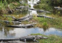 Migrants Say They Are Shackled Under the Sun Inside a Tiny Punishment Box at Alligator Alcatraz Planned Detention Center for Migrants in Florida Known as 'Alligator Alcatraz' Draws Scrutiny From Latino Communities
