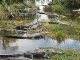 Planned Detention Center for Migrants in Florida Known as 'Alligator Alcatraz' Draws Scrutiny From Latino Communities